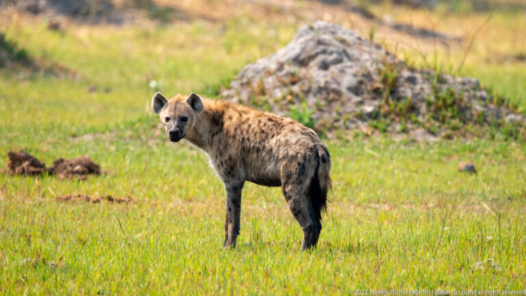 Spotted hyena standing on open sunlit grass, facing the camera with high shoulders and a clearly spotted coat.