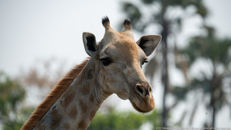 Close head-and-neck portrait of a southern giraffe showing ossicones, large ears, long lashes, and patterned coat.