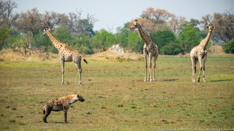 Spotted hyena walking in the foreground with three southern giraffes standing across open grass behind it.