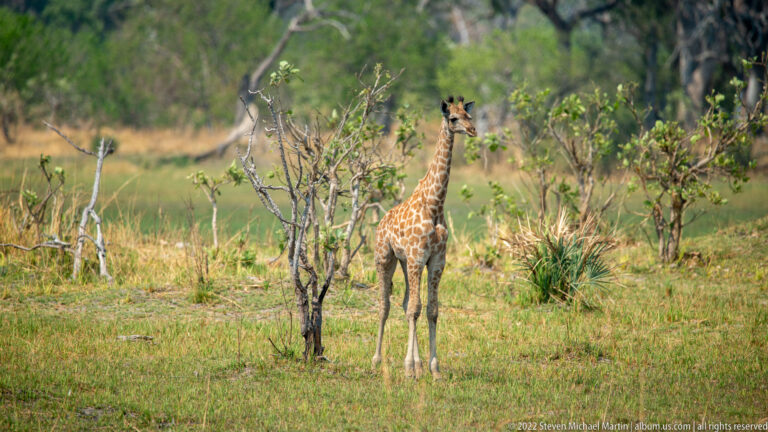 Southern giraffe standing nearly front-on among low shrubs and dry green grass in open woodland.