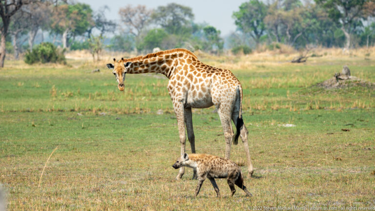 Southern giraffe standing on open grass while a spotted hyena walks across the foreground below it.