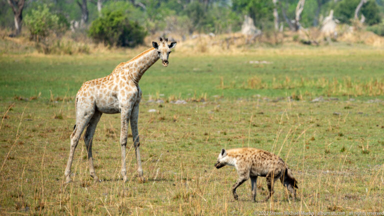 Southern giraffe standing alert with a spotted hyena walking nearby across open floodplain grass.