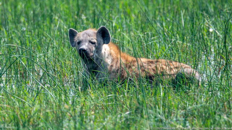 Spotted hyena lying in tall green grass with head raised, rounded ears and spotted tawny coat visible.