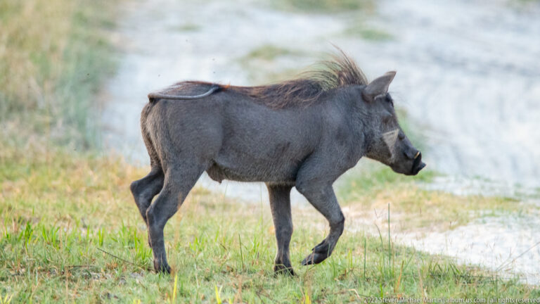 Common warthog walking beside a pale wetland edge, shown broadside with one foreleg raised and its mane and tusks visible.