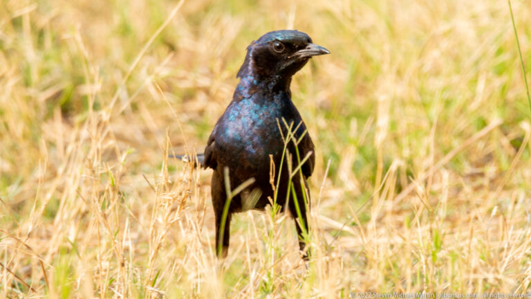 Large iridescent blue-black starling standing among pale dry grass, with a long tail and dark bill.