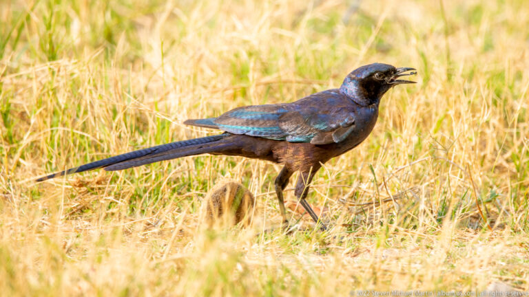 Iridescent long-tailed glossy starling walking through dry grass in profile with its bill slightly open.