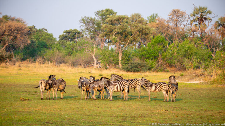 Small herd of plains zebras standing together on a green clearing with mixed woodland and palms in the background.