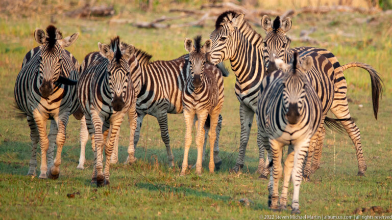 Group of plains zebras facing the camera in warm light, their overlapping bodies forming a dense pattern of black-and-white stripes.