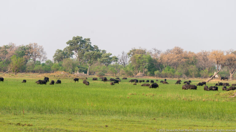 Large herd of African buffalo scattered across bright green floodplain grass with mixed woodland behind.