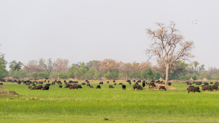 African buffalo herd grazing on green floodplain beneath a tall leafless tree with woodland in the distance.