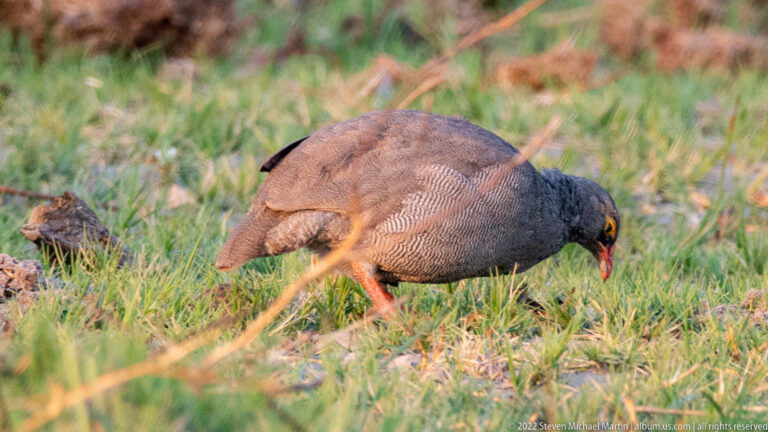 Red-billed spurfowl foraging head-down in short grass, showing finely barred gray-brown plumage, red bill, and red legs.