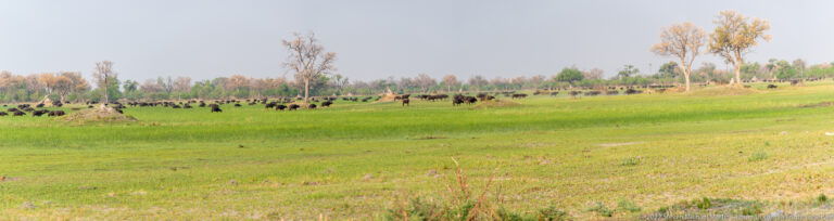 Distant line of African buffalo stretching across a green floodplain with scattered trees and pale termite mounds.