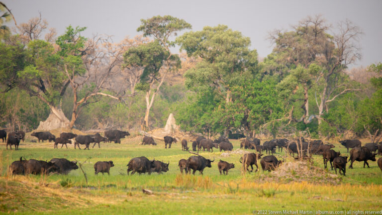 Large African buffalo herd scattered across green floodplain grass with mixed woodland and termite mounds behind.
