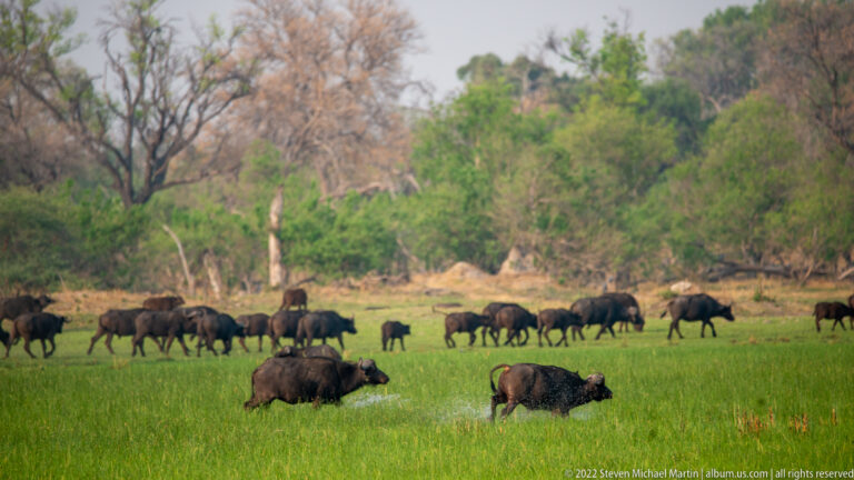 African buffalo wading through shallow wet grass with a larger herd spread across the floodplain behind.