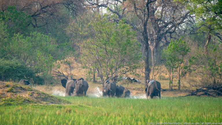 Small group of African bush elephants walking away through shallow water toward woodland, with splashes around their legs.