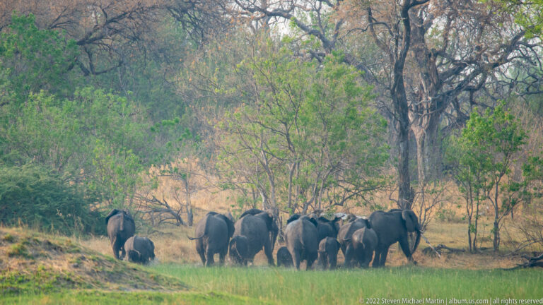 African bush elephant herd gathered at a woodland edge, with several adults surrounding smaller elephants.