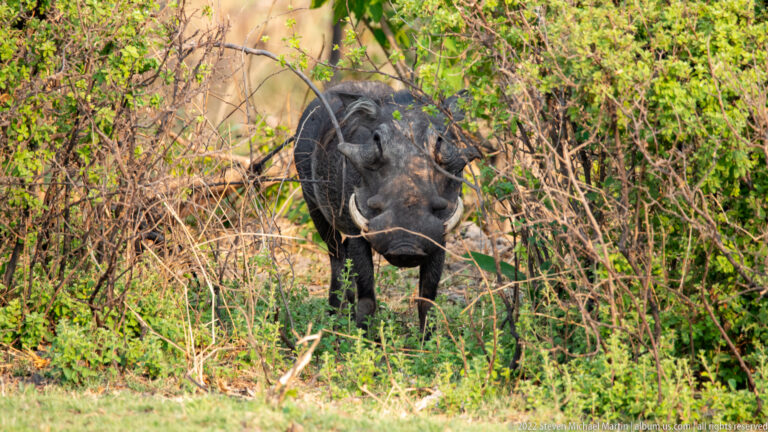 Front-facing African buffalo partly concealed by dense green brush, with heavy horn boss and broad muzzle visible.
