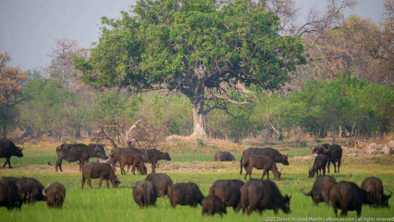 African buffalo grazing across green grass beneath a large spreading tree at the edge of woodland.