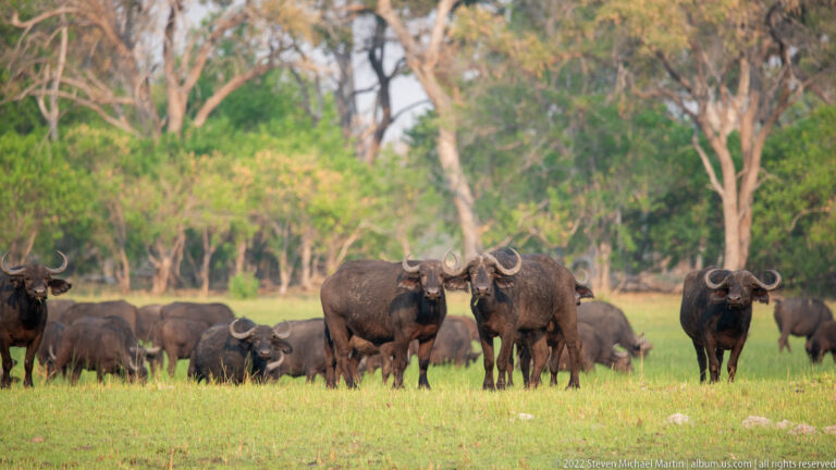 African buffalo herd on short grass, with several animals standing while others rest behind them.