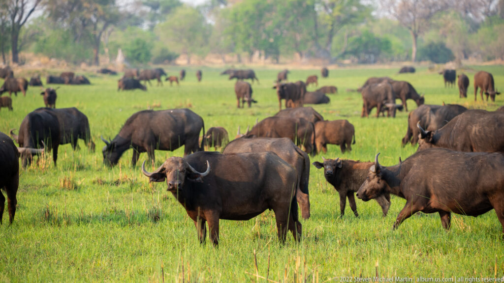 Dense African buffalo herd spread across lush green floodplain, with adults and younger animals at varying distances.
