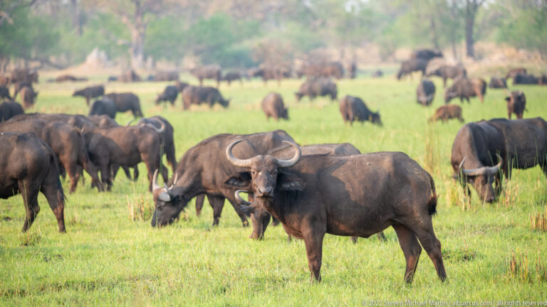 Adult African buffalo standing broadside in the foreground with a large grazing herd behind.