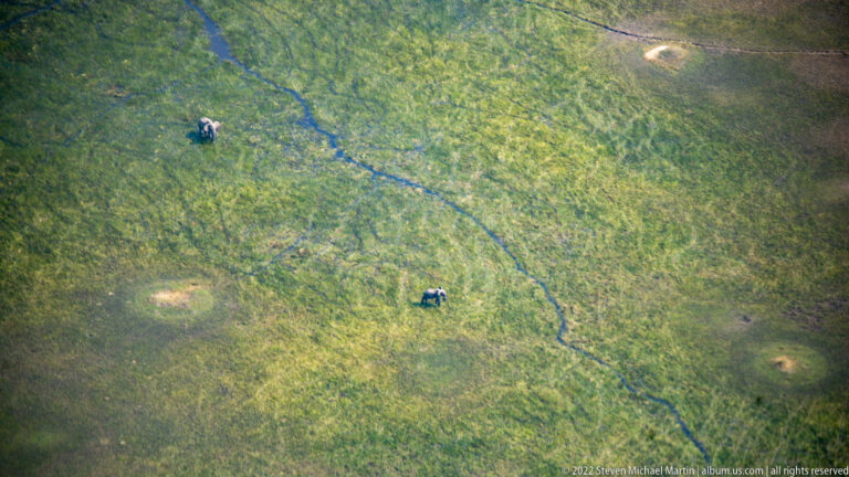 Aerial view of two small groups of African elephants moving across green floodplain along a narrow dark trail.