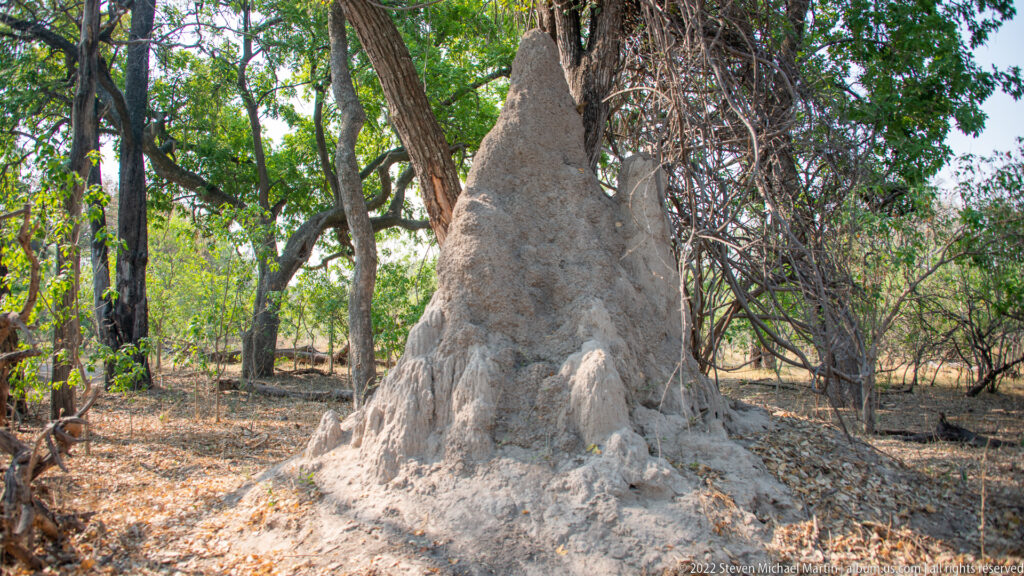Tall pale earthen termite mound standing among trees and dry leaf litter in Okavango woodland.