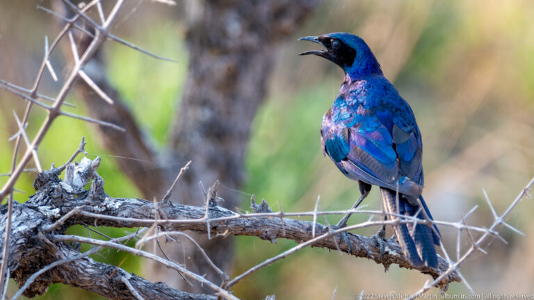 Okavango Delta