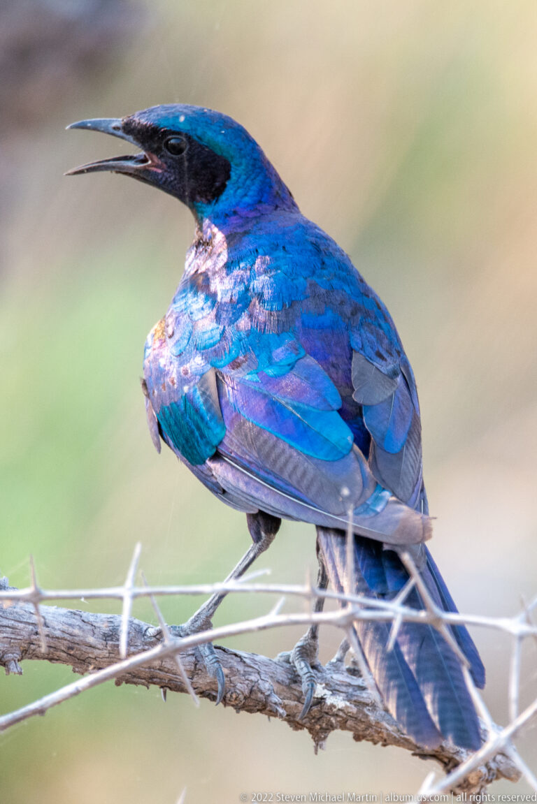 Close side view of a glossy blue starling on a thorny branch, showing black facial mask, layered wing feathers, and long tail.