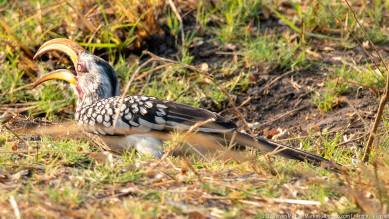 Southern yellow-billed hornbill resting in dry grass with its long yellow bill open and black-and-white spotted wings visible.