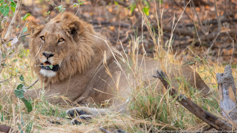 Adult male lion lying in dry grass and brush, facing forward with a tawny mane around his head and shoulders.