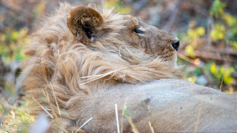 Close profile of a resting adult male lion, showing his tawny face, layered mane, closed eye, and shoulder.