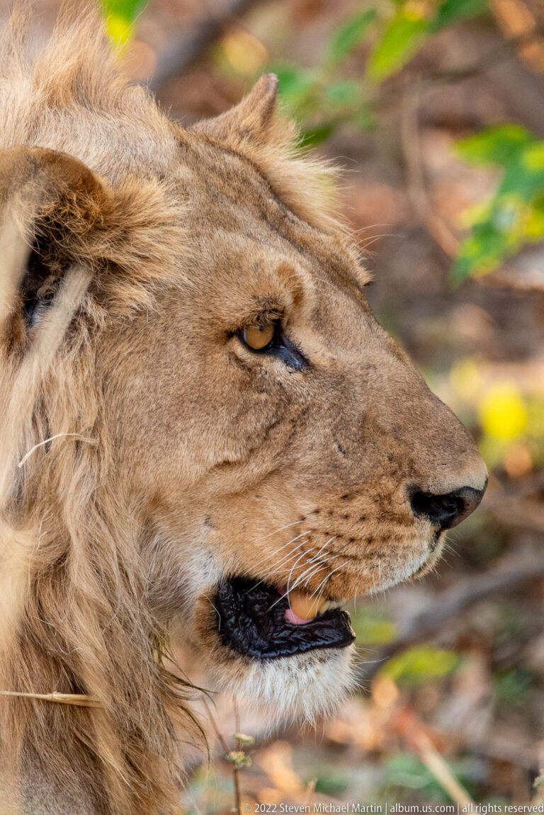 Close side profile of a male lion panting in shade, with amber eye, whiskers, and tawny mane sharply visible.