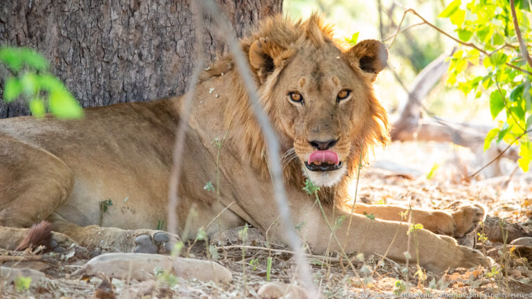 Adult male lion reclining beneath a tree, facing forward and licking his nose with forepaws stretched on the ground.
