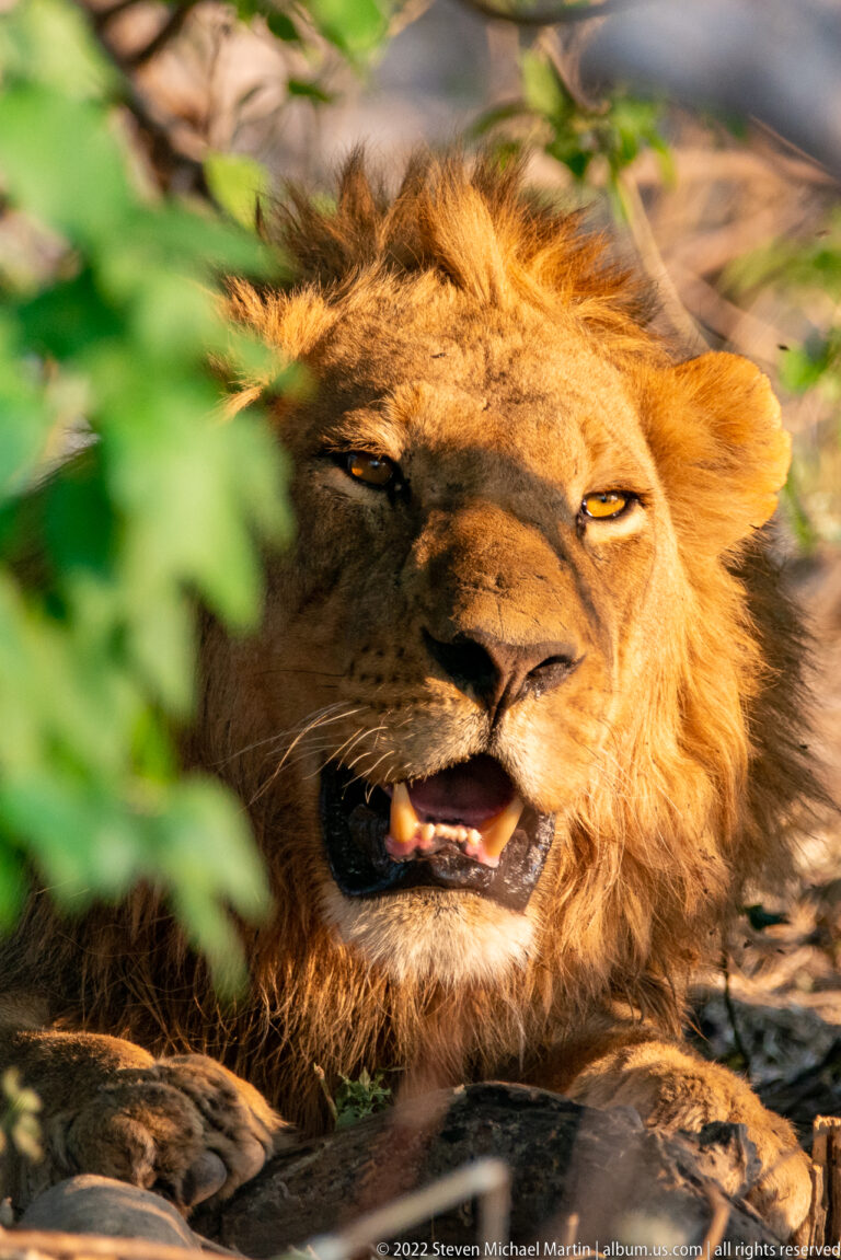 Male lion lying in shade with mouth open, sunlight across his face, and green leaves partly obscuring the foreground.