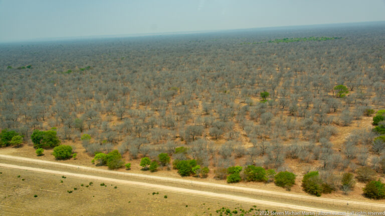 Aerial view of dry gray-brown woodland crossed by a pale dirt track and dotted with scattered green trees.