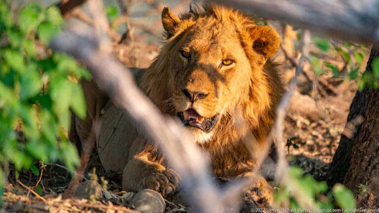 Adult male lion looking forward through branches and green leaves while resting in dense woodland cover.