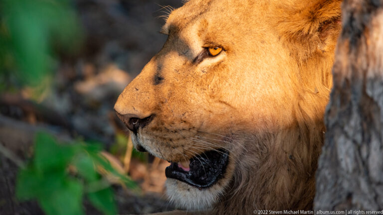 Close left-facing profile of a lioness beside a tree trunk, with amber eye, pale muzzle, and mouth slightly open.