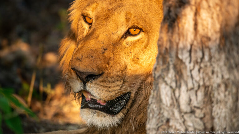 Close frontal portrait of a lioness beside a tree trunk, with her face split between warm sunlight and shadow.