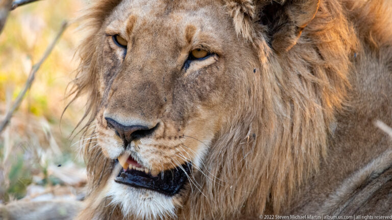 Close portrait of an adult male lion showing amber eye, black nose, pale whiskers, and coarse tawny mane.