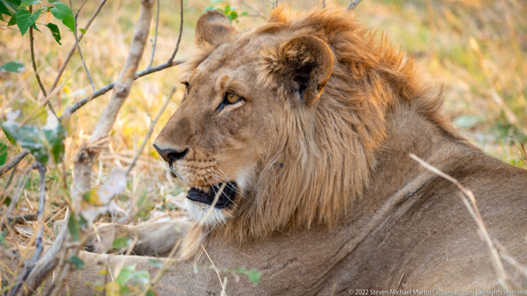 Adult male lion lying in dry grass, head raised in three-quarter profile amid thin branches and scrub.