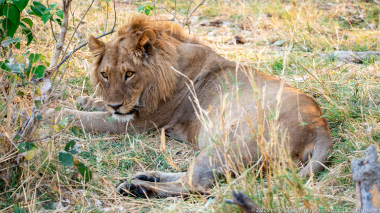 Adult male lion reclining full-body in dry grass beneath sparse shrubs, looking toward the camera.