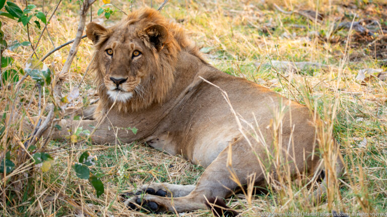 Adult male lion lying on dry grass with forepaws extended, facing forward among sparse brush.