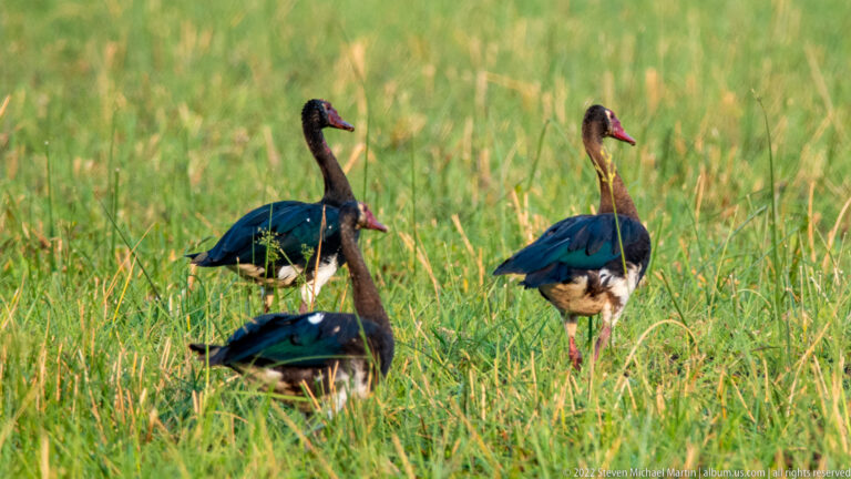 Three spur-winged geese standing among tall green floodplain grass, with dark iridescent bodies, white bellies, and reddish legs.
