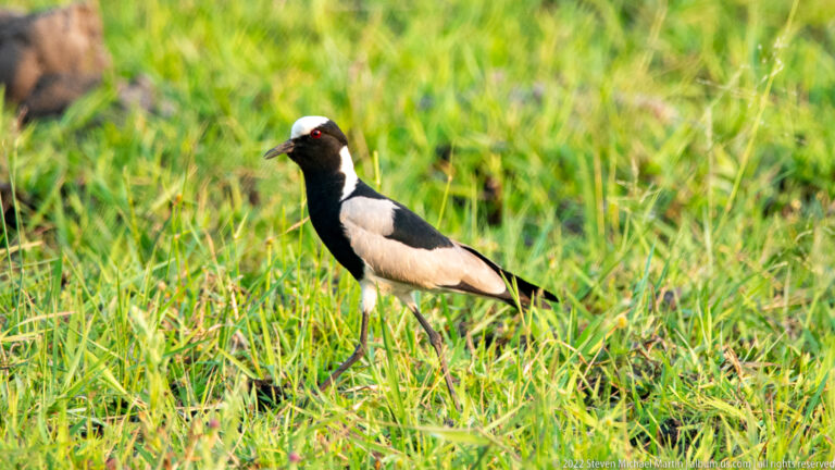 Blacksmith lapwing standing in vivid green wet grass, showing black-and-white plumage, long legs, and a red eye.