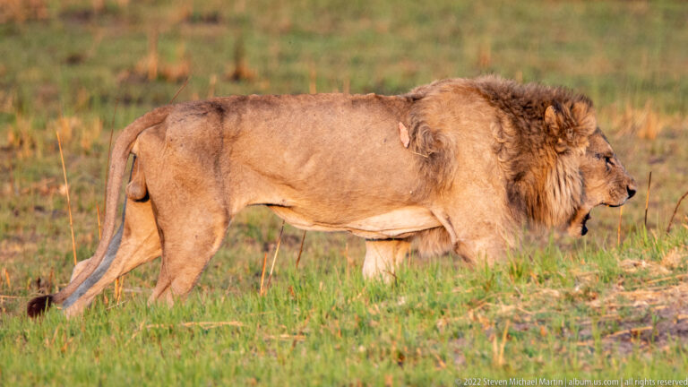 Adult male lion walking left to right across short green grass in warm light, seen in full side profile.