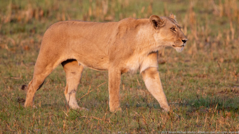 Adult lioness walking left to right through short grass in warm light, with one forepaw lifted mid-stride.