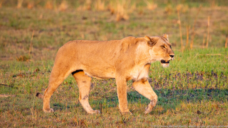 Lioness walking across green and brown floodplain grass with mouth slightly open and one foreleg extended.