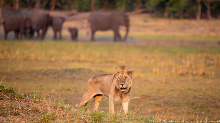 Adult male lion walking toward the camera across open ground, with several African elephants blurred in the background.