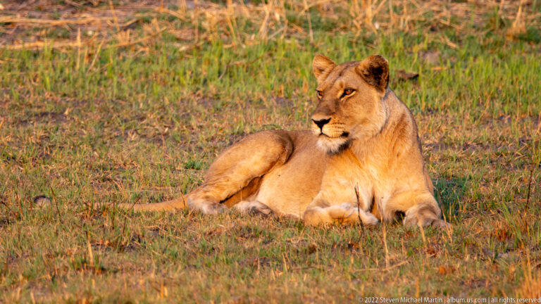 Lioness reclining on short grass in warm light, forelegs folded and head turned alertly to the side.